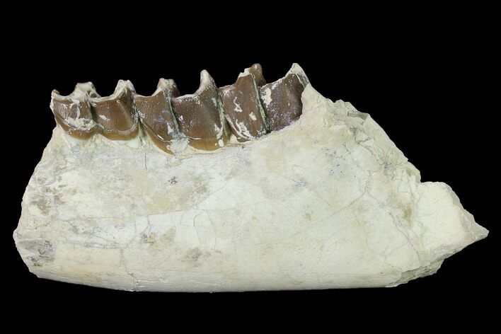 Fossil Running Rhino (Hyracodon) Jaw Section - South Dakota #146346